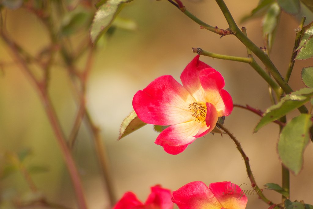カクテル色の冬薔薇