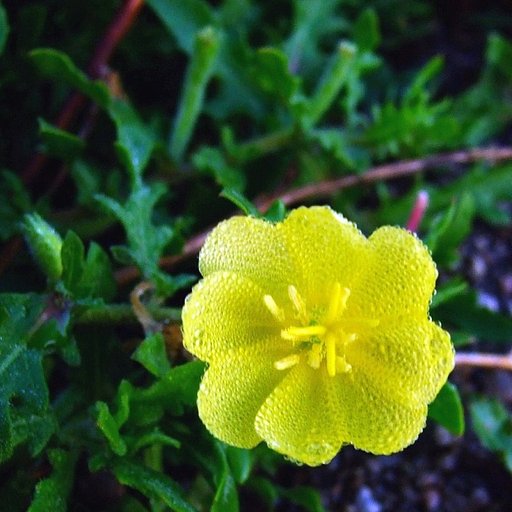夜明けの花