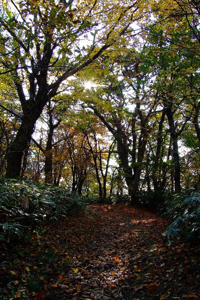 枯れ葉を踏みながら