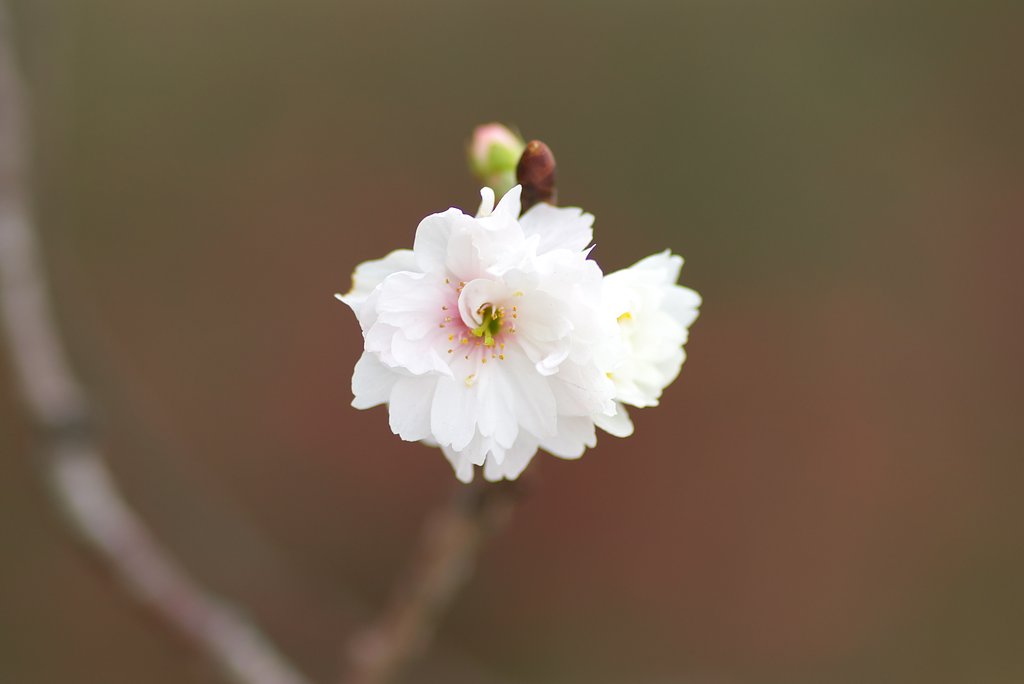 冬桜