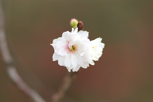 冬桜