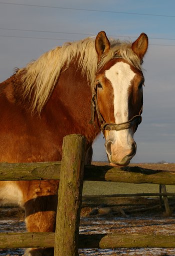horse on the work