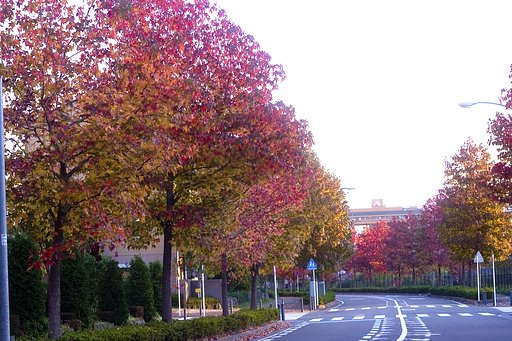 紅葉狩り　歩いて0分