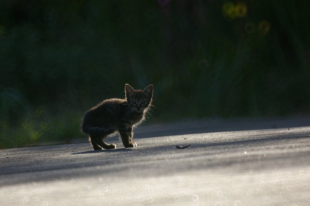 子猫