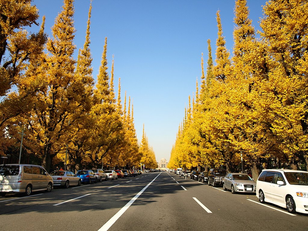 銀杏・・・