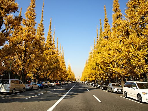 銀杏・・・