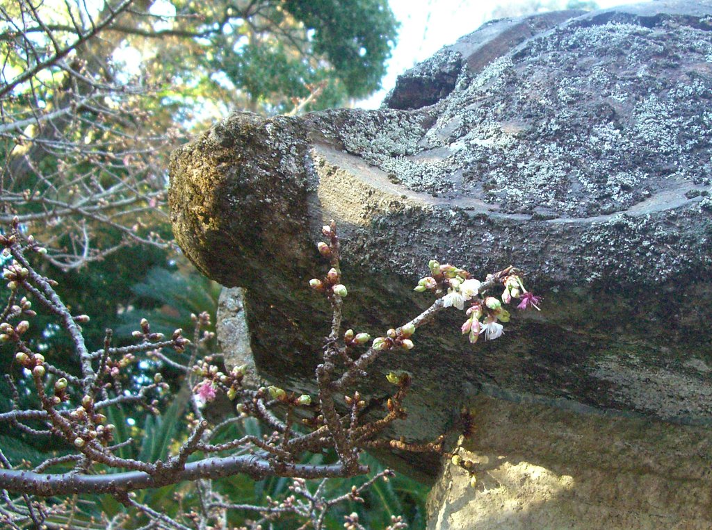 寒桜