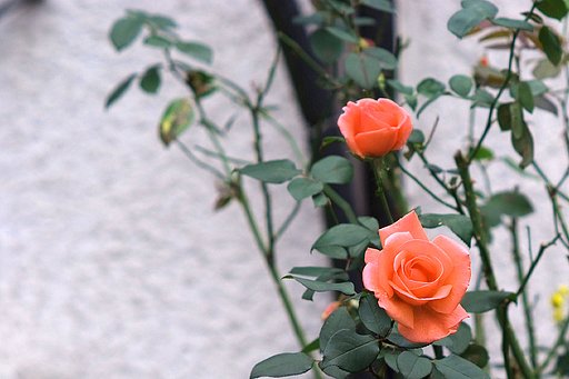 オレンジづくし　薔薇編