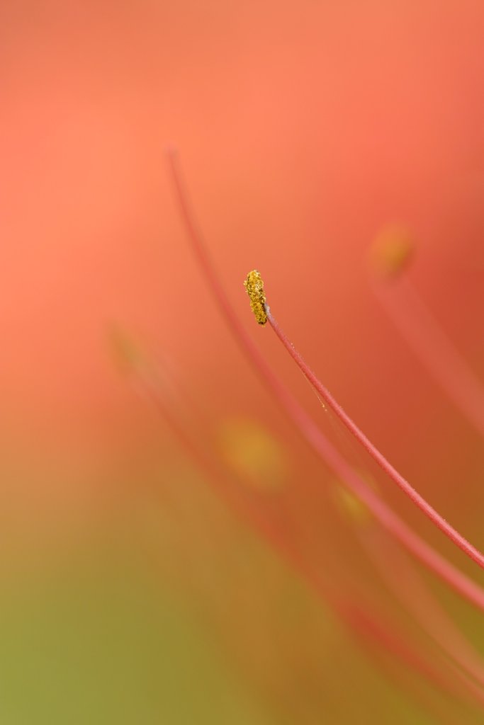 紅蓮