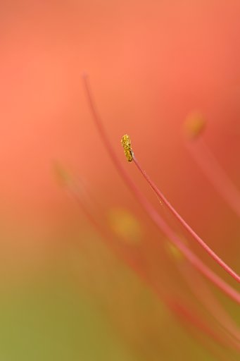 紅蓮