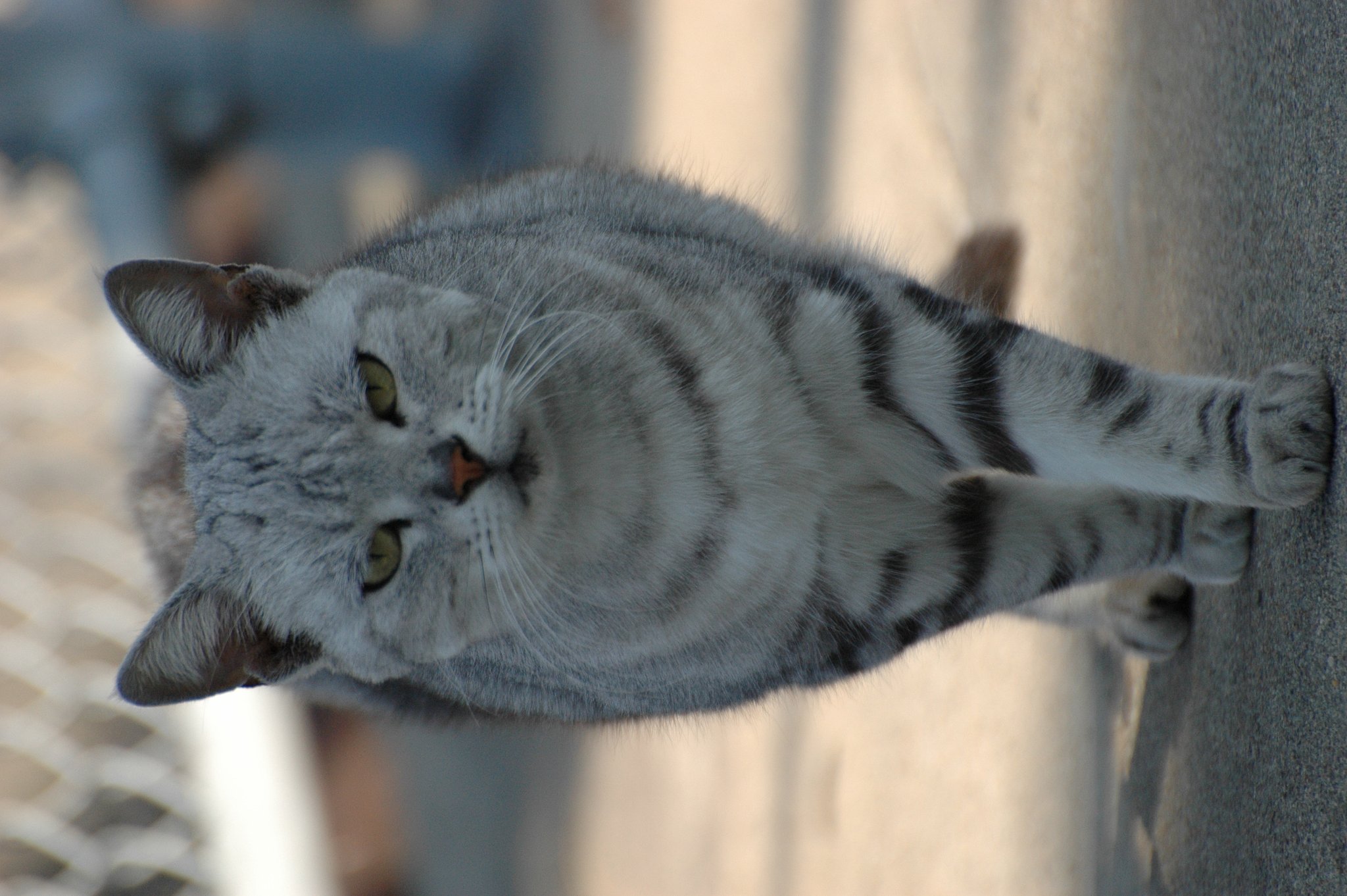 野良猫