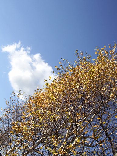 公園