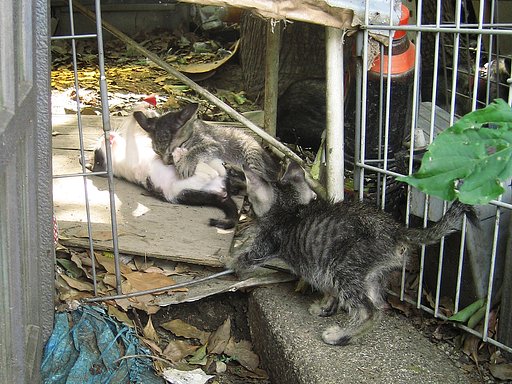 野良猫ファミリー３