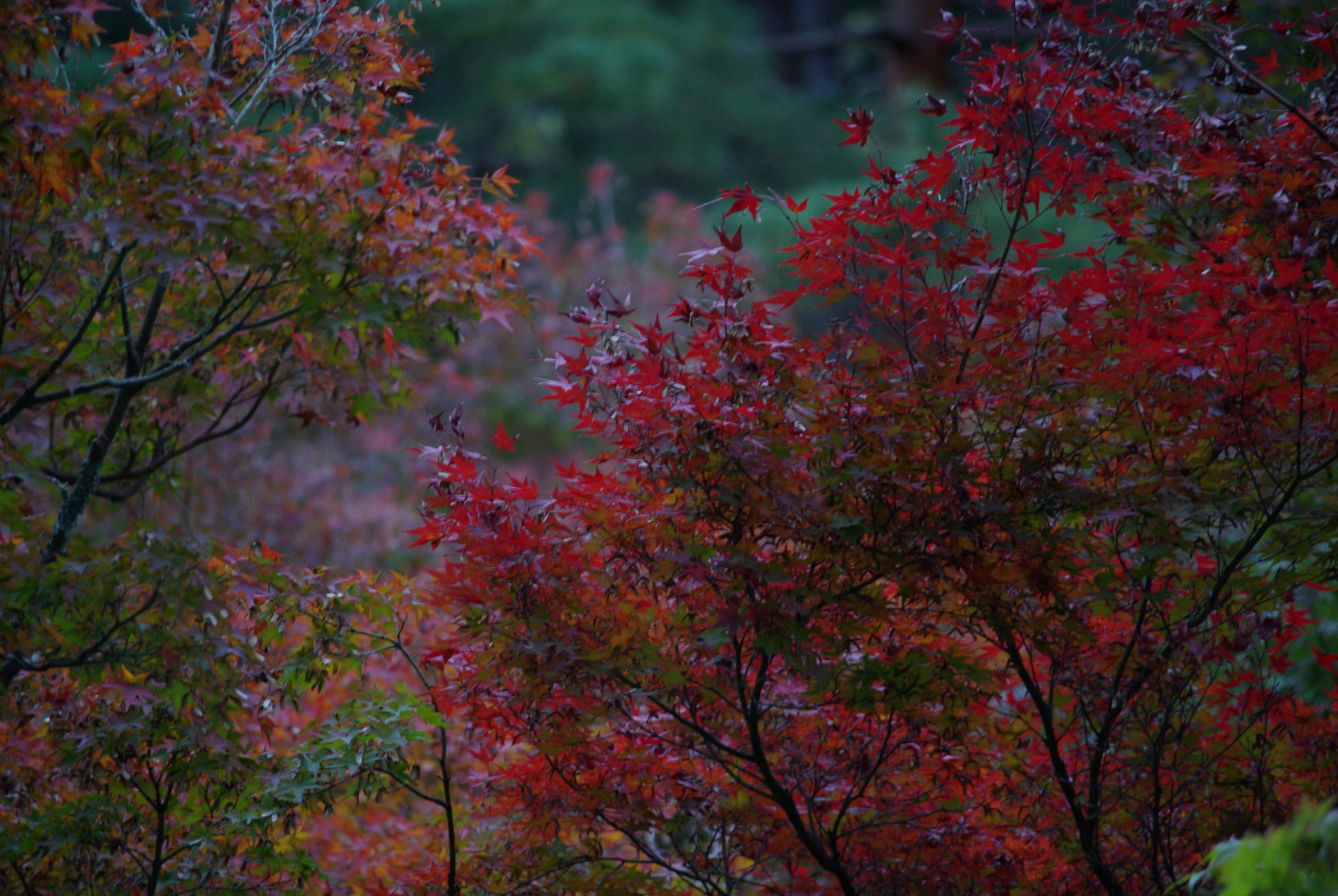 anthocyanin red