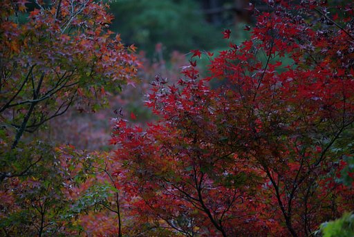 anthocyanin red