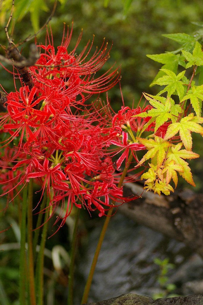 庭の曼珠沙華ともみじ