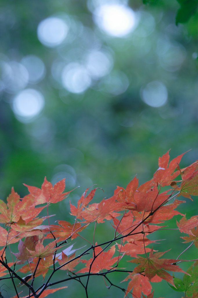 紅葉