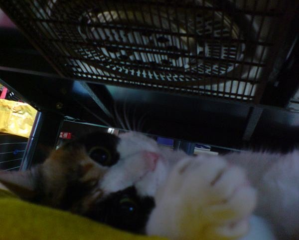 コタツねこ