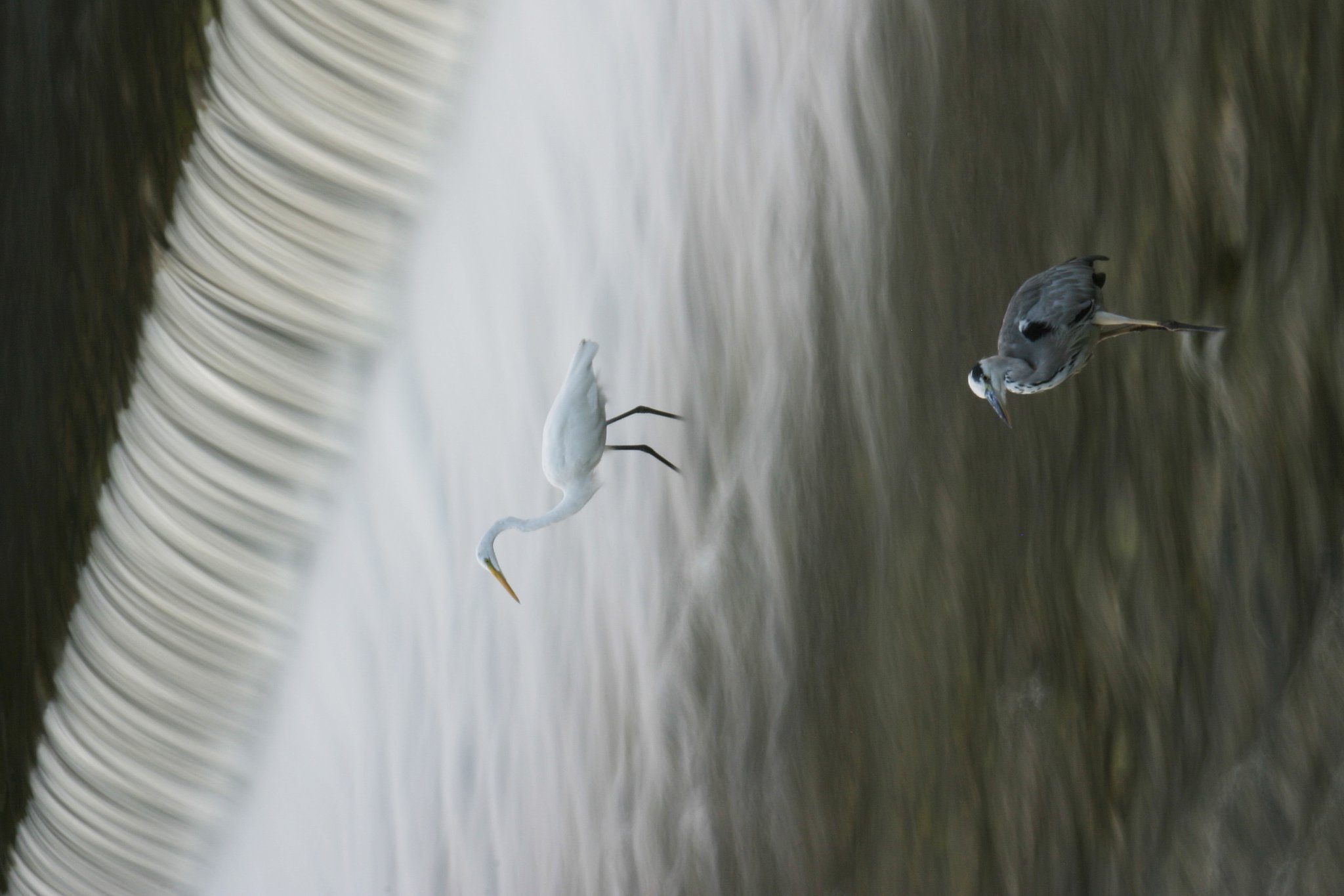 賀茂の水鳥