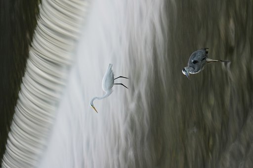 賀茂の水鳥