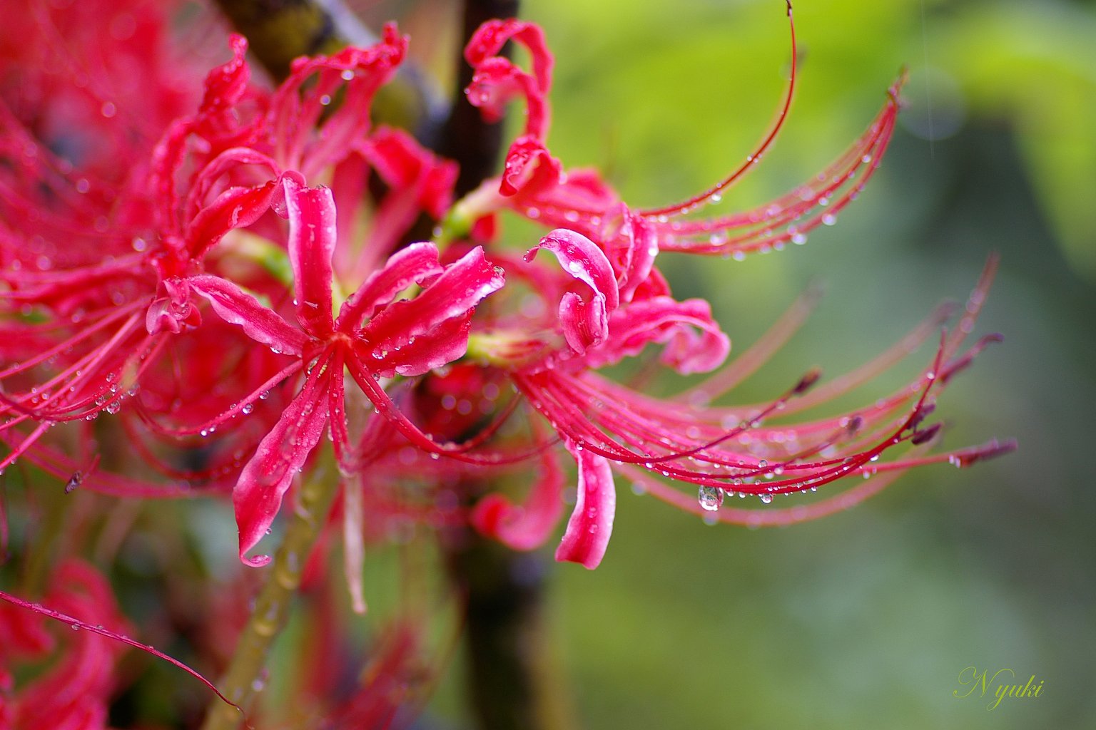 雨の曼珠沙華