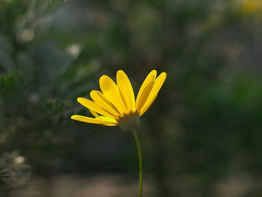 キク科の花^^;