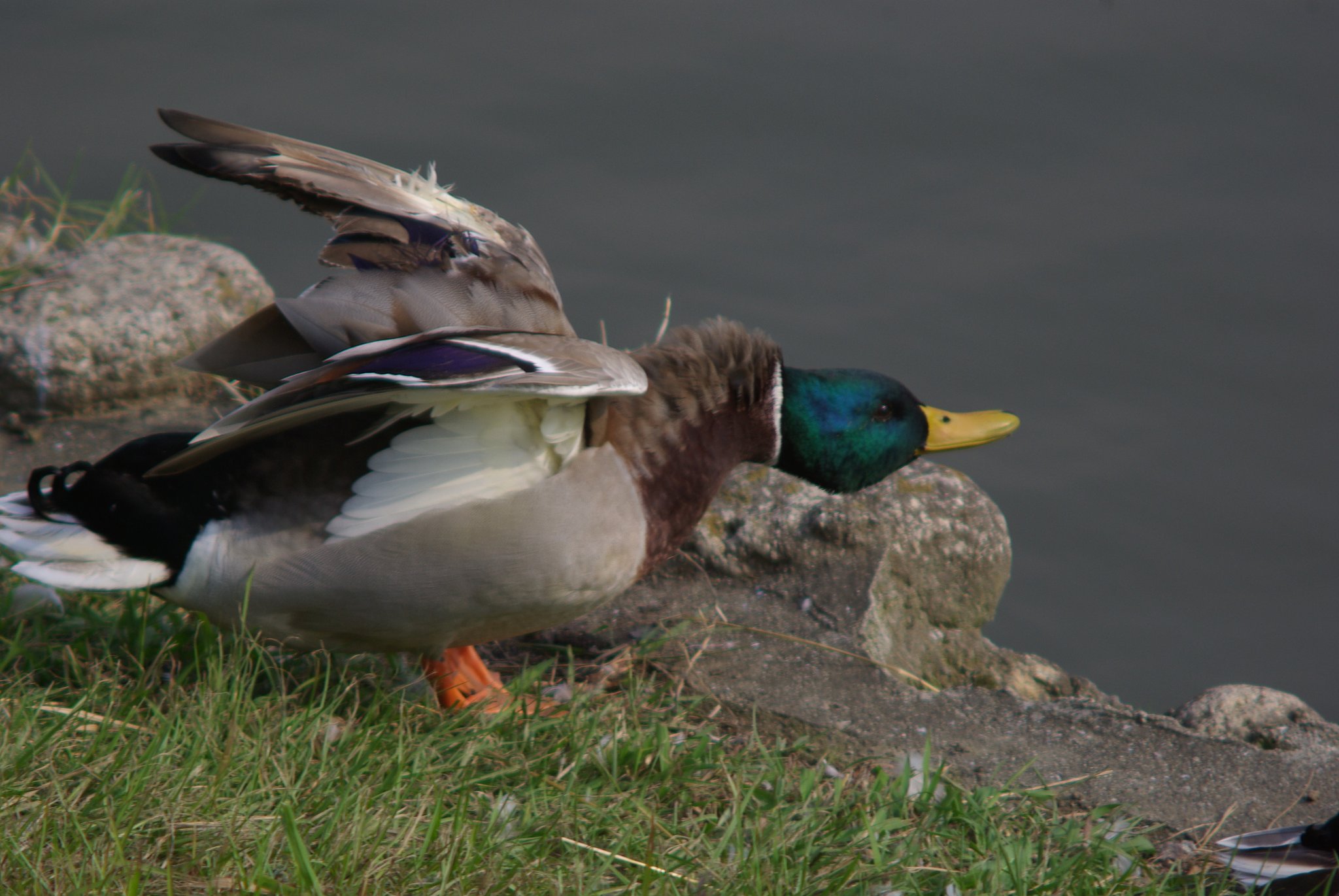 Is he a comedian?
