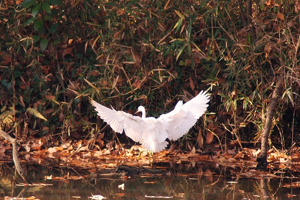 着陸寸前のコサギ