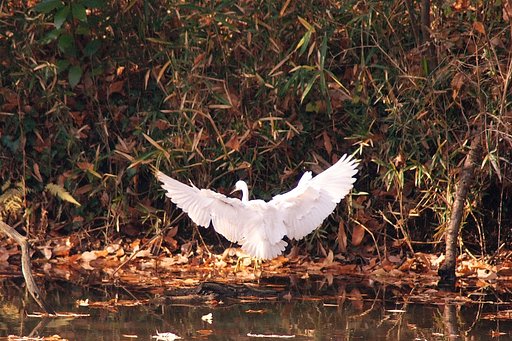 着陸寸前のコサギ