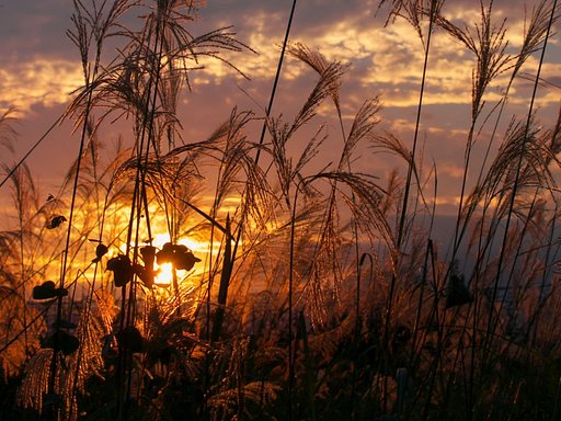ぐちゃぐちゃなススキの夕暮れ