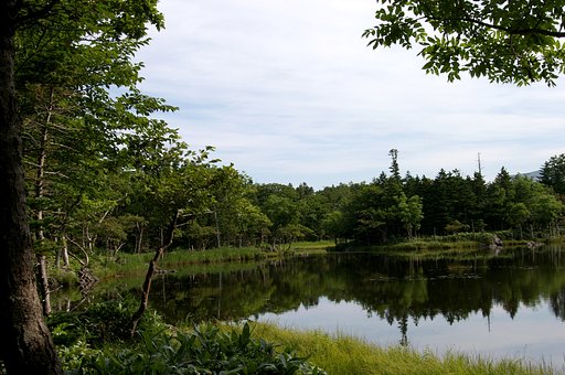 深き緑