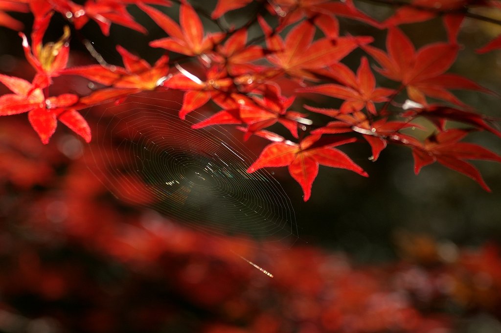 紅葉