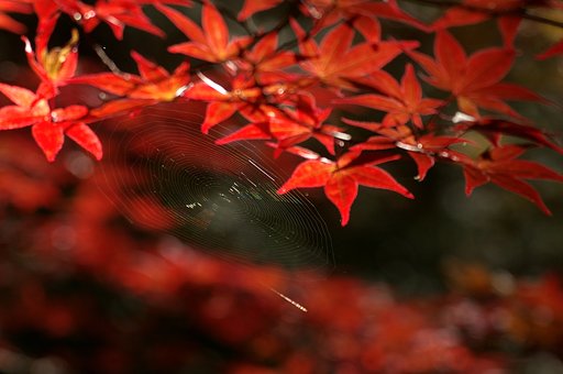 紅葉