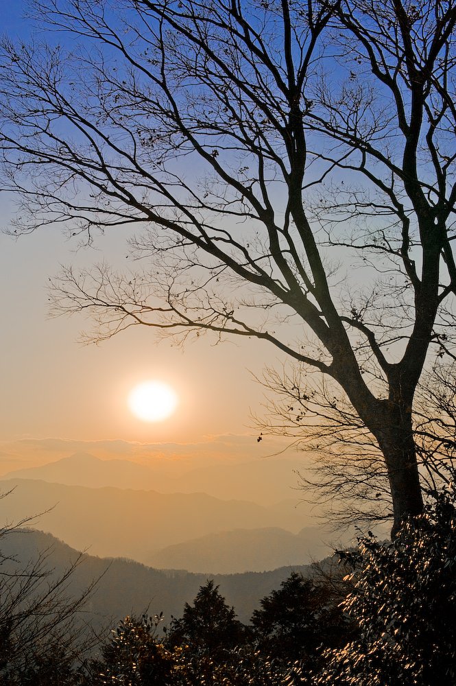 頂上の木・夕景
