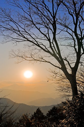頂上の木・夕景