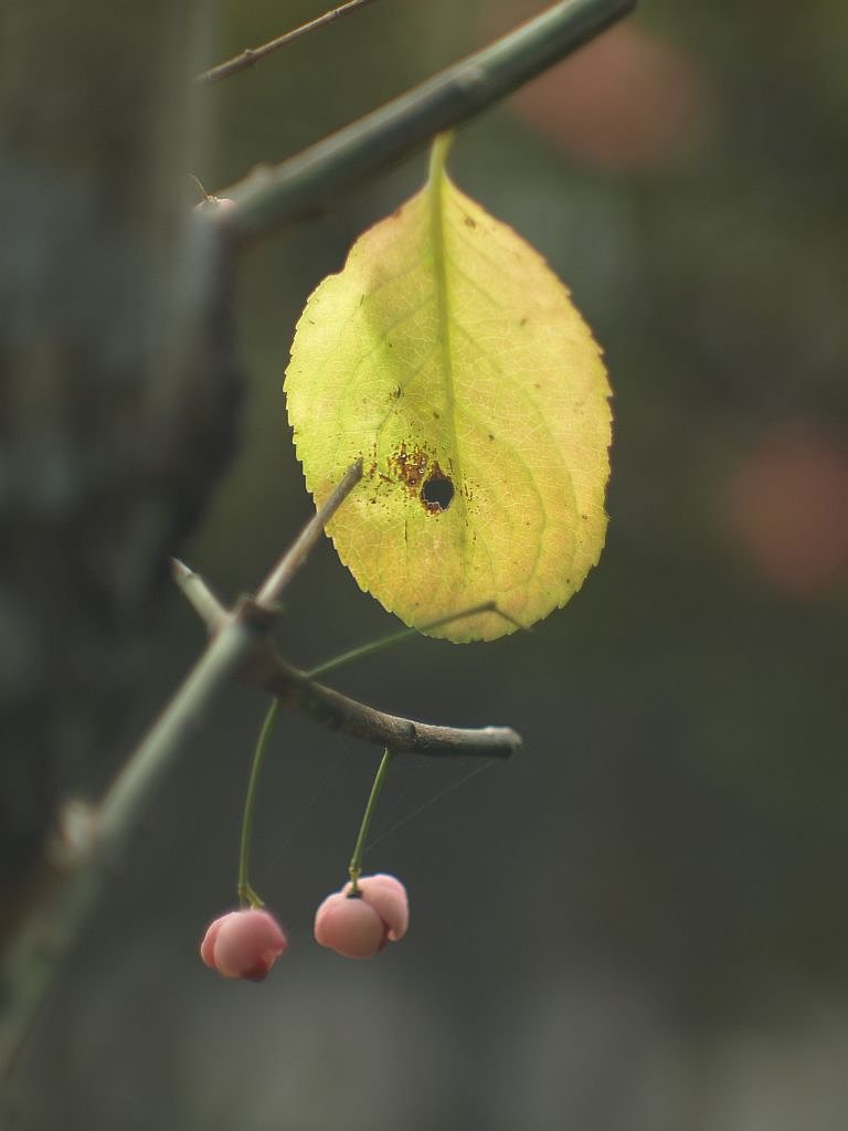 何の花でしょう?^^;