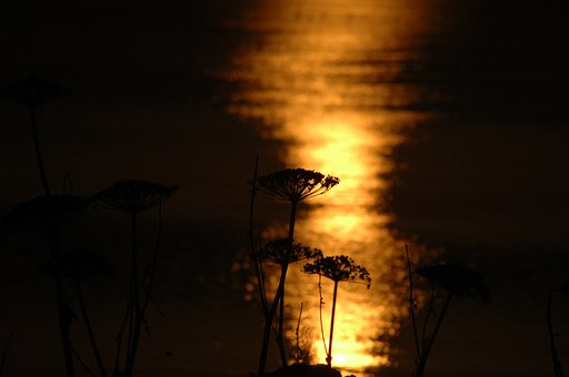 夕日