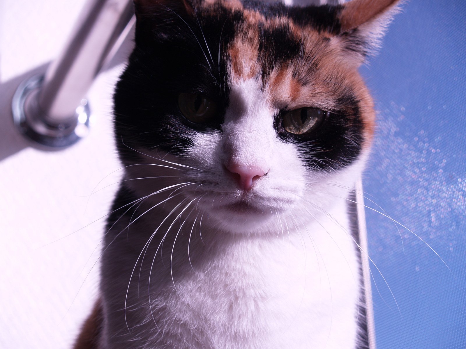 ねこさん