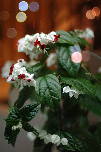 Nikkor 35mmF1.4S