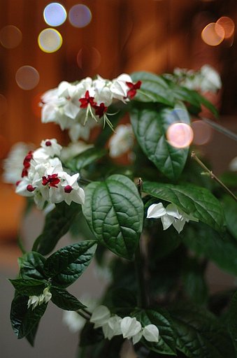 Nikkor 35mmF1.4S