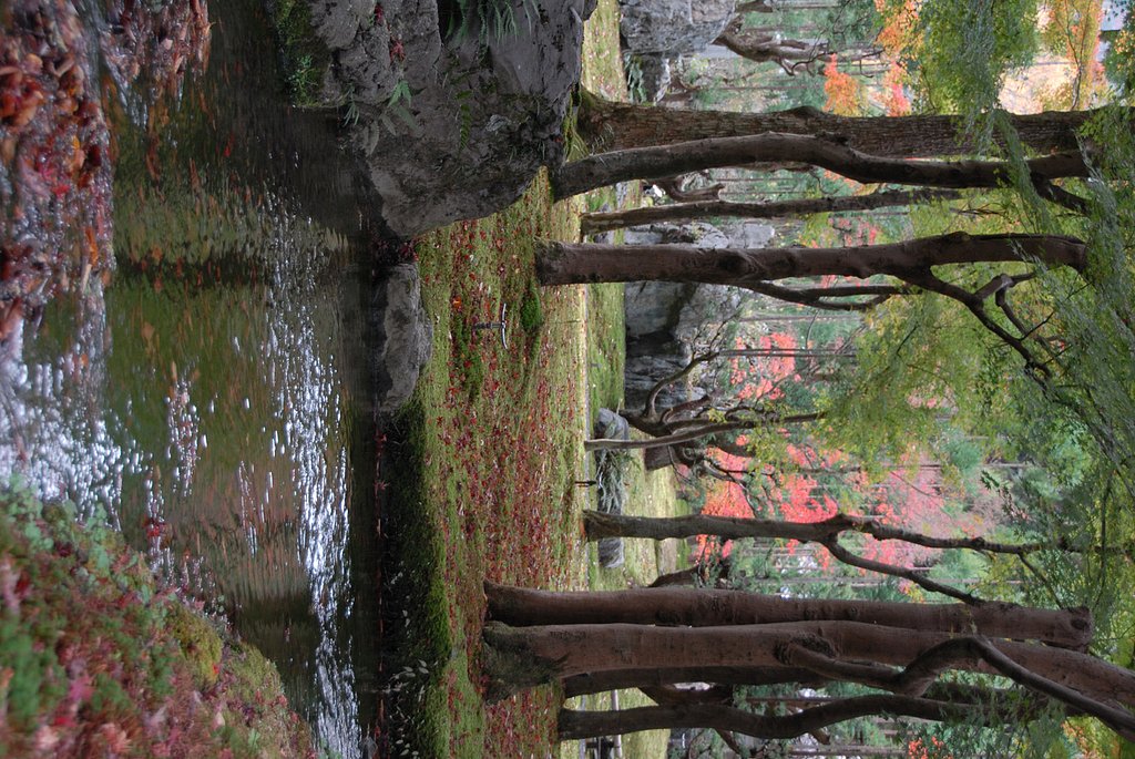 日本庭園の秋