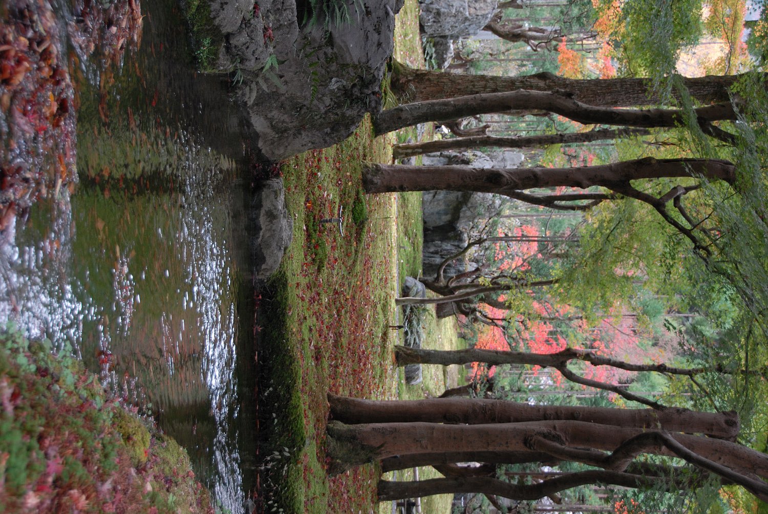 日本庭園の秋