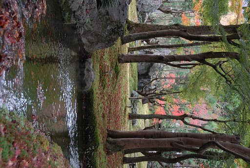 日本庭園の秋
