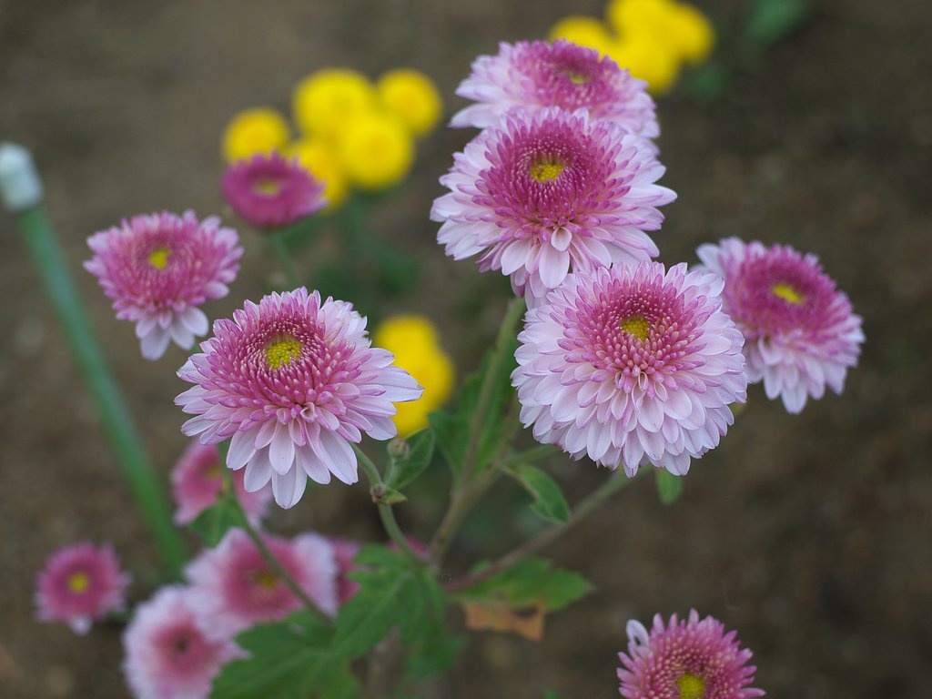 ポンポン菊