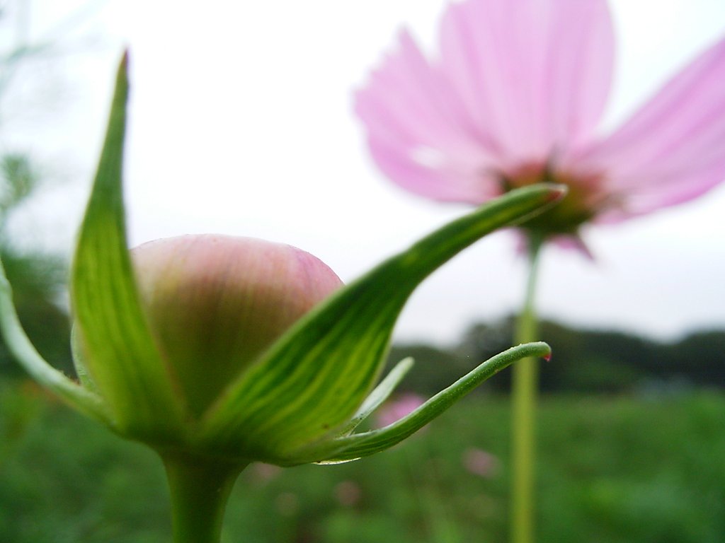 秋桜