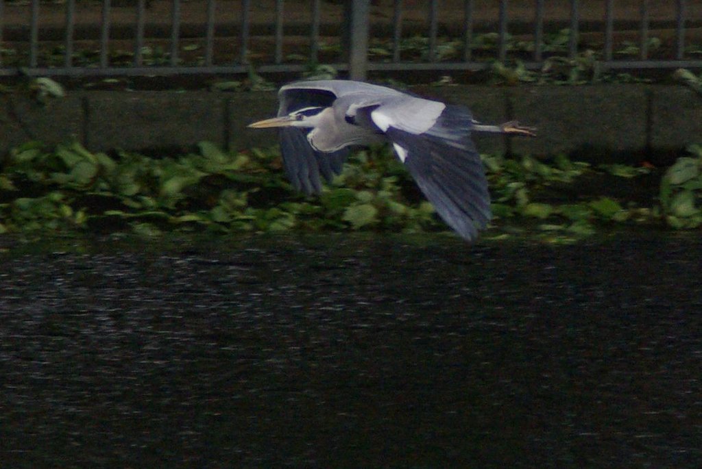 heron, again