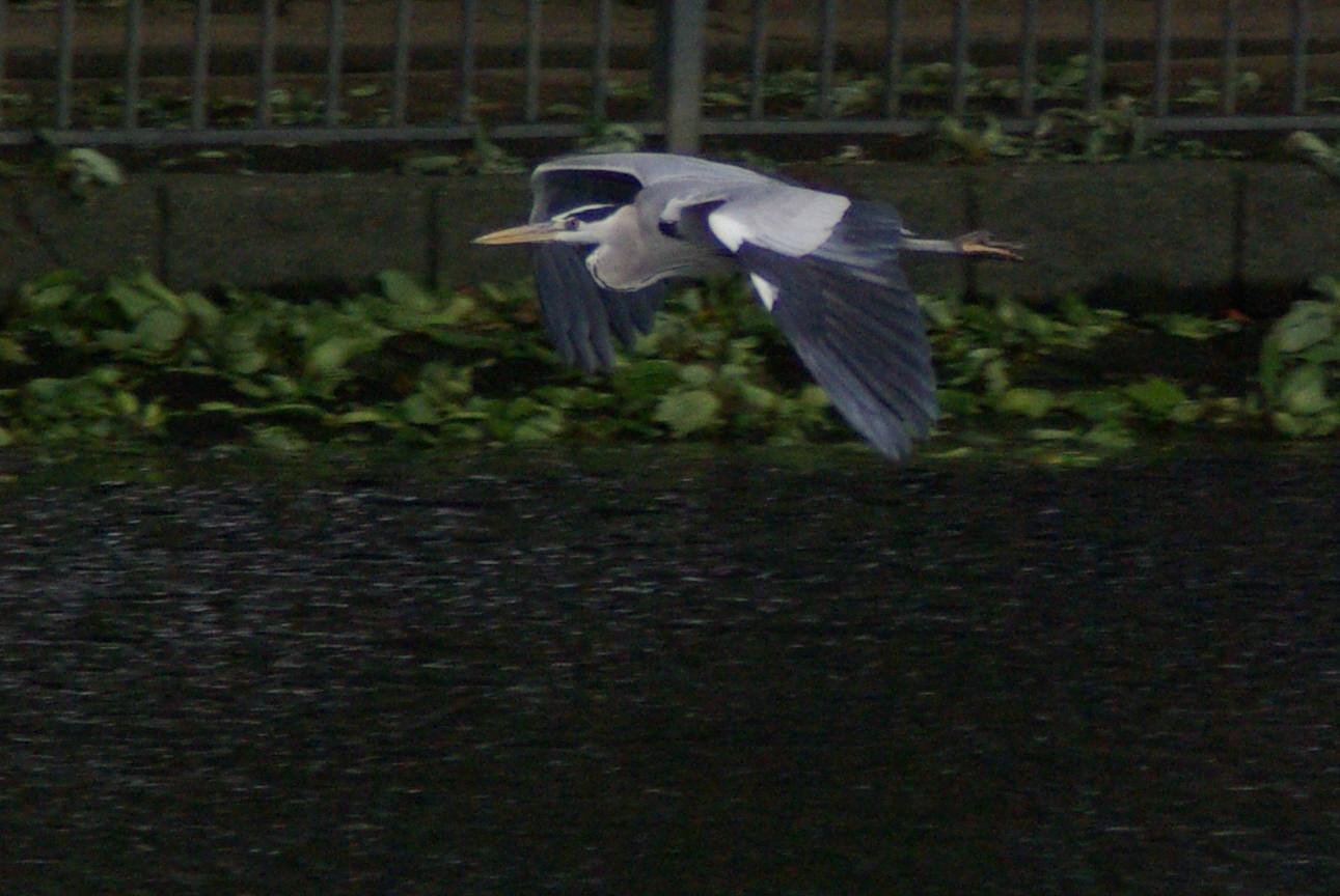 heron, again