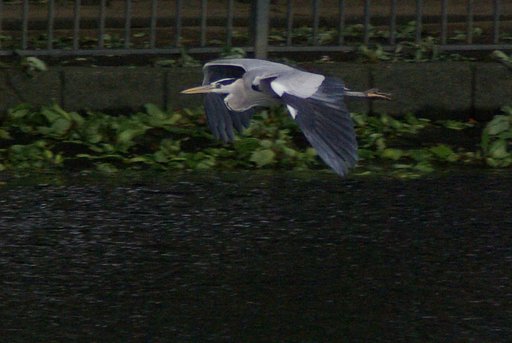 heron, again