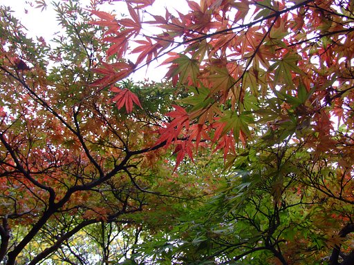紅葉季節の風景