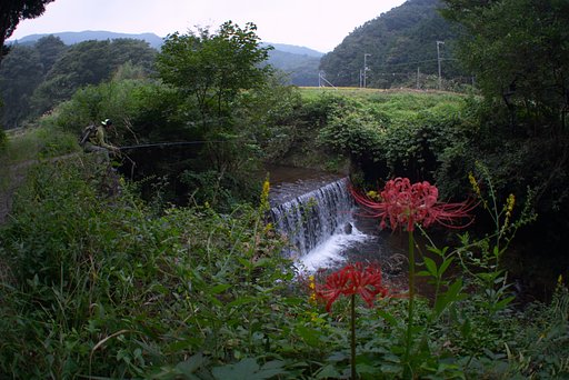 里山の彼岸花
